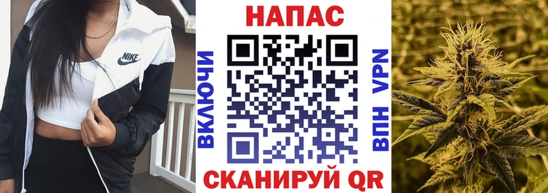 Конопля гибрид  Суздаль 